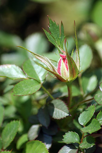 c0184125_21574211.jpg