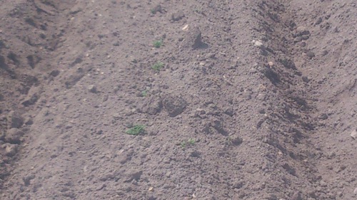 c0300035_994721.jpg