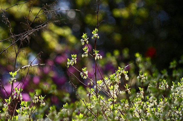 a0242438_19252268.jpg