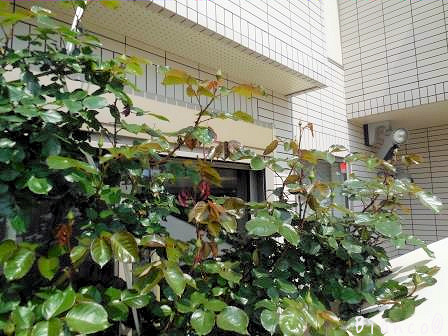 d0118050_16264537.jpg