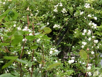 c0328559_2112224.jpg
