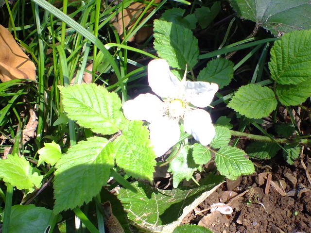 e0145782_1724848.jpg