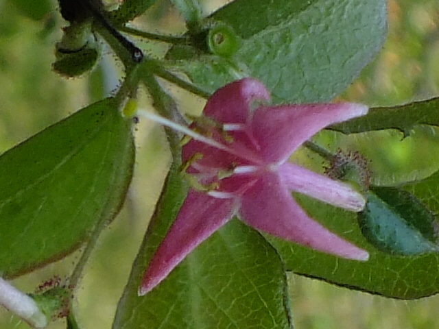 e0145782_17413968.jpg