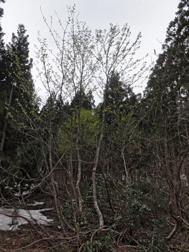 a0061599_7474357.jpg