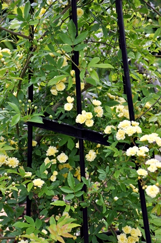 f0176499_21012737.jpg