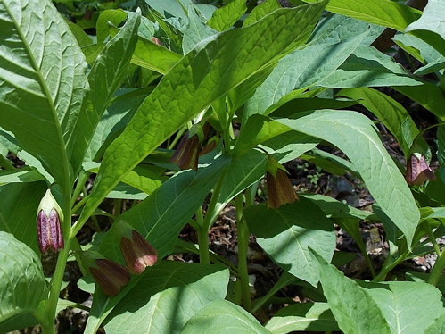 a0164011_2125890.jpg