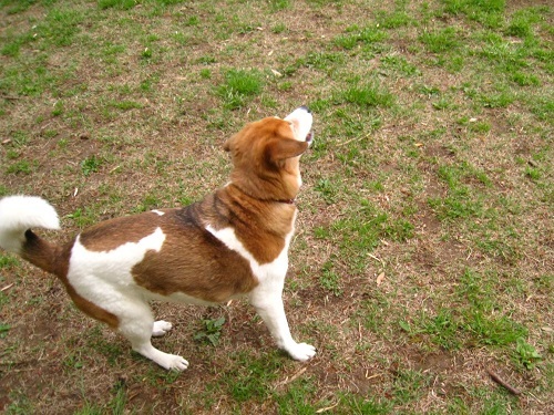 c0084117_2033415.jpg