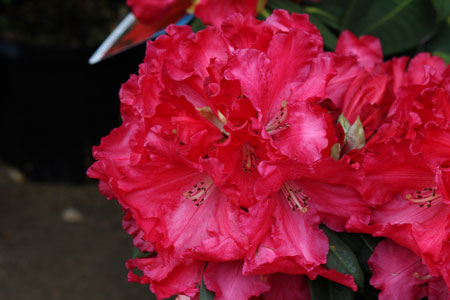 c0068639_0353338.jpg