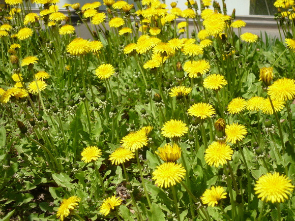 a0193457_16563861.jpg