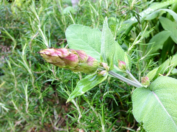 b0267163_1165617.jpg