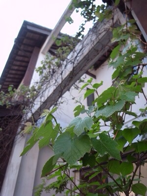 d0124878_1075030.jpg