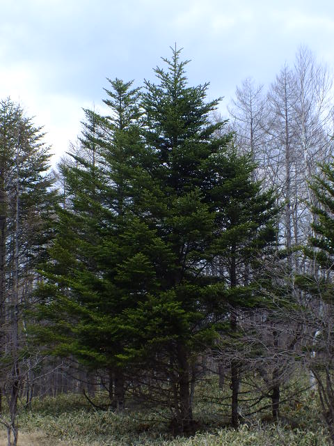 e0145782_10225480.jpg