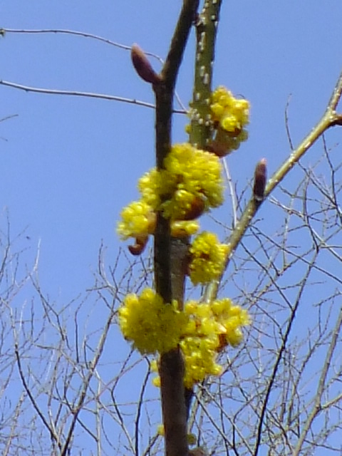 e0145782_10242825.jpg