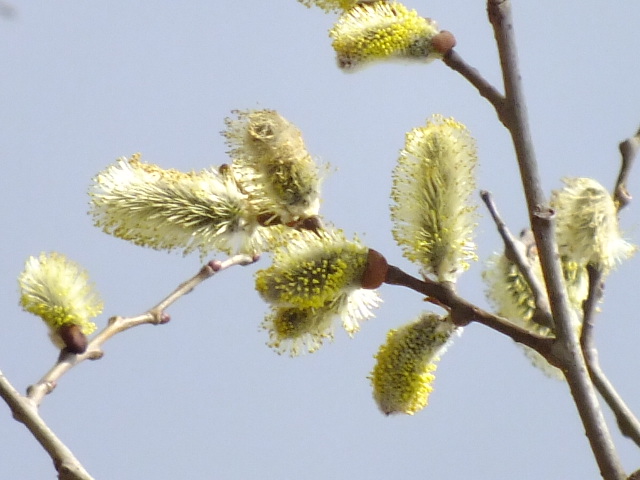 e0145782_1064931.jpg