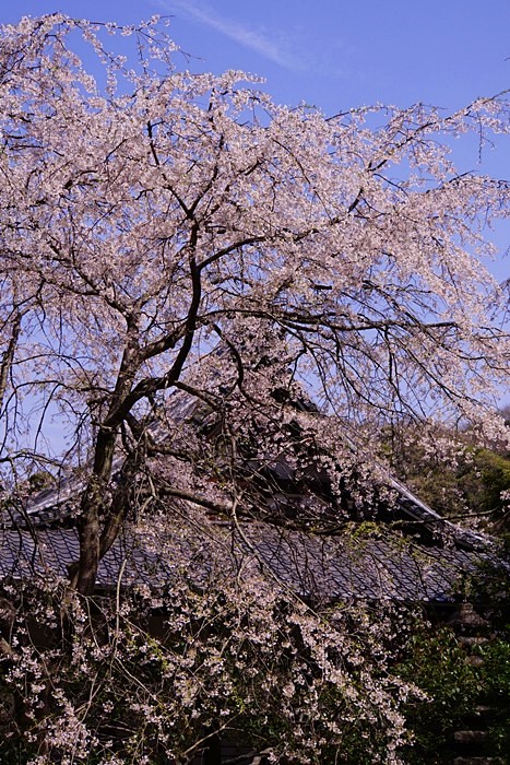 b0145398_2146994.jpg