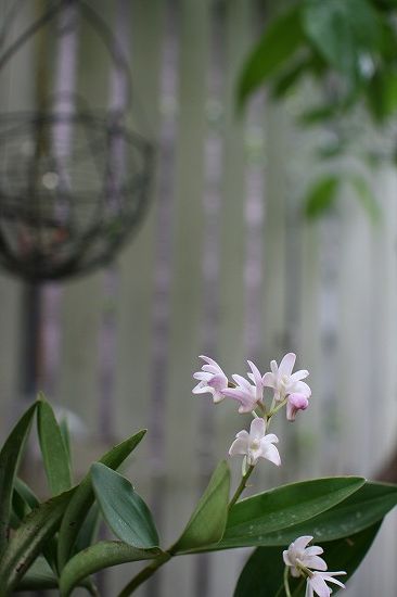 e0082098_12555630.jpg