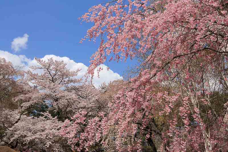 a0188405_206990.jpg