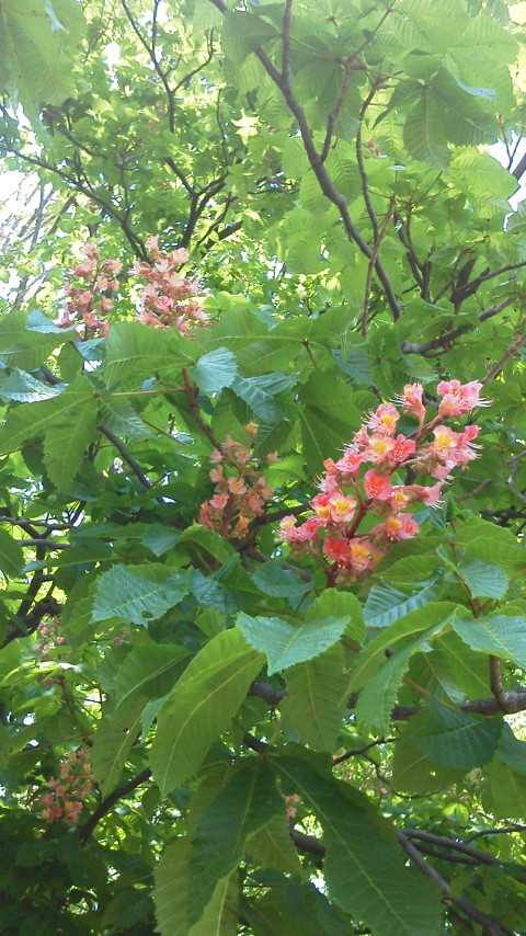 e0257524_12451510.jpg