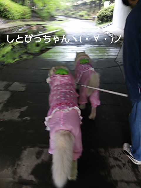 e0121548_1883894.jpg