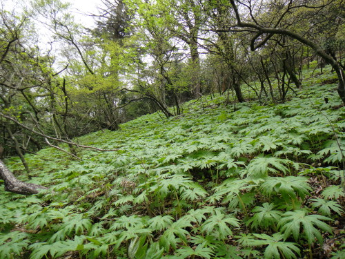 c0179351_859314.jpg