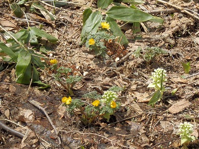 e0004756_20575435.jpg