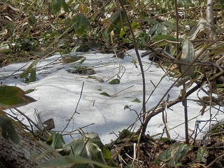e0004756_20583530.jpg