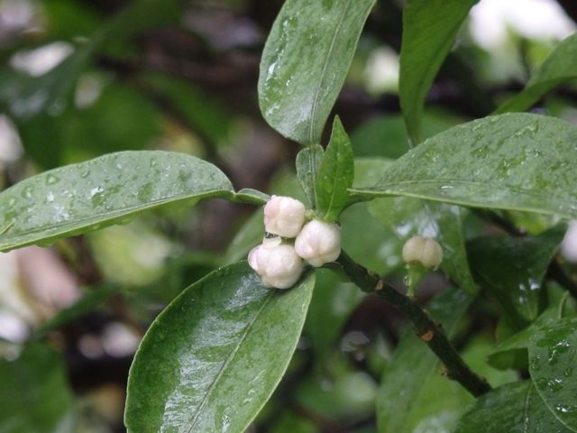 f0130894_2331989.jpg