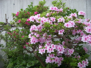 c0149195_2281742.jpg