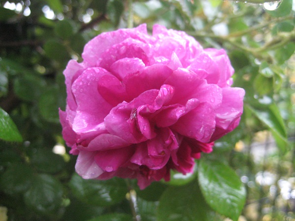 f0201297_10221253.jpg