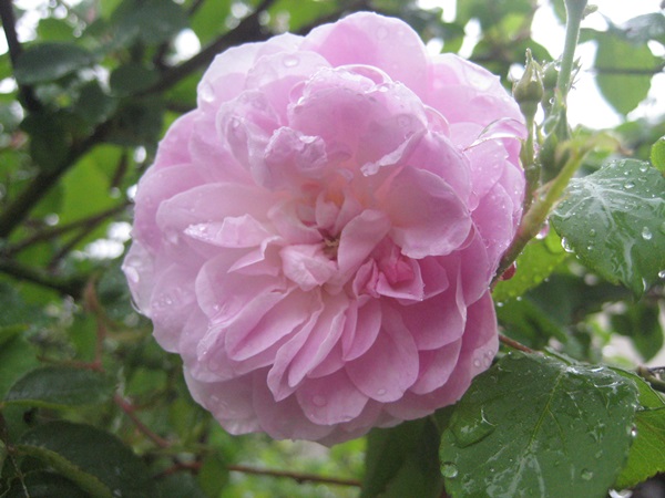 f0201297_10254515.jpg