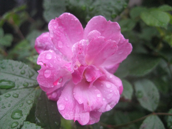 f0201297_1027103.jpg