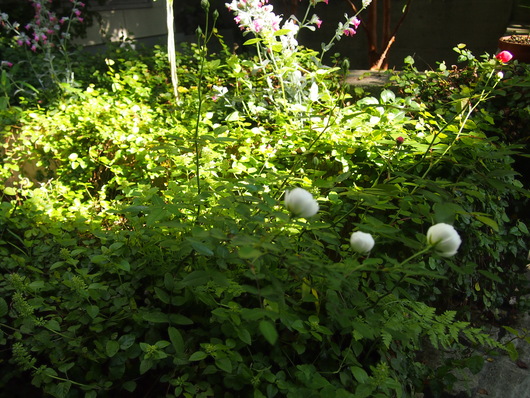 c0103119_1641229.jpg