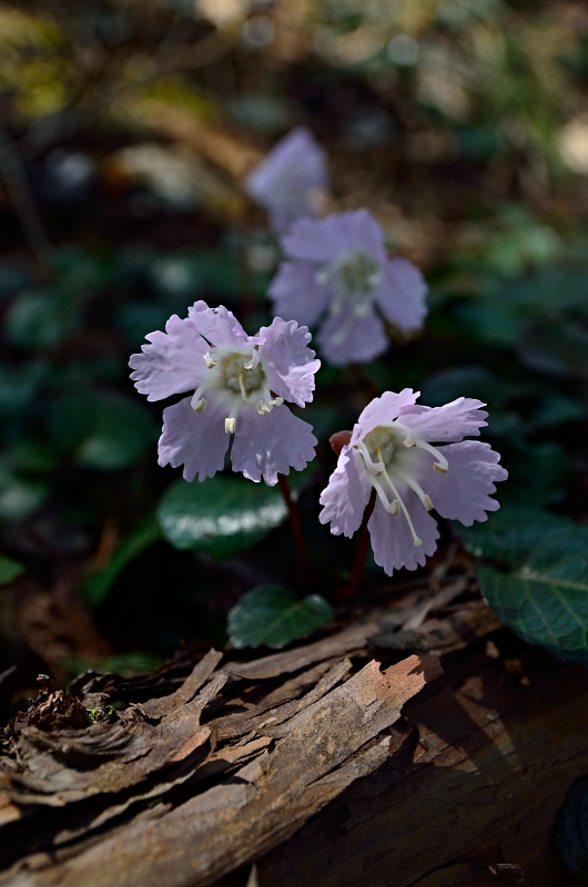 b0236334_2056662.jpg