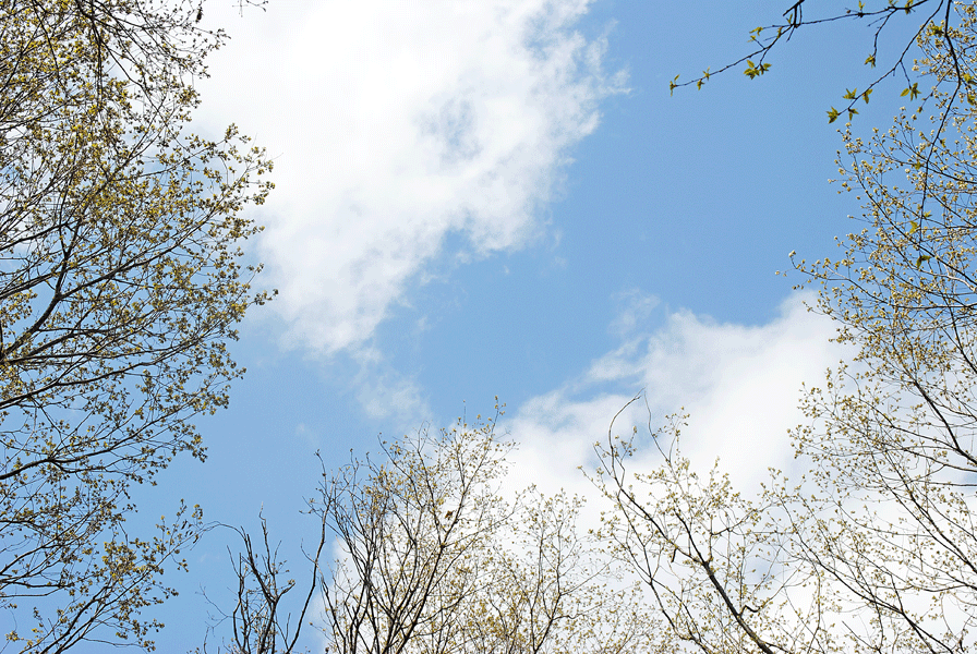 a0001354_20404250.gif