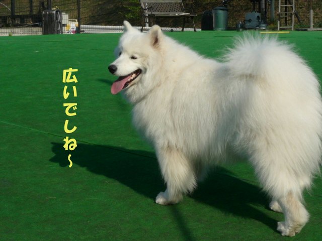 e0176159_10183832.jpg