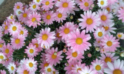c0069380_12273115.jpg