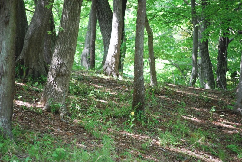 e0025300_1651270.jpg