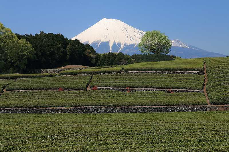a0188405_5462892.jpg