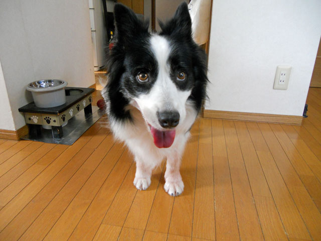 d0059230_8273542.jpg