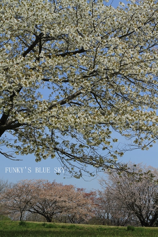 c0145250_10534836.jpg