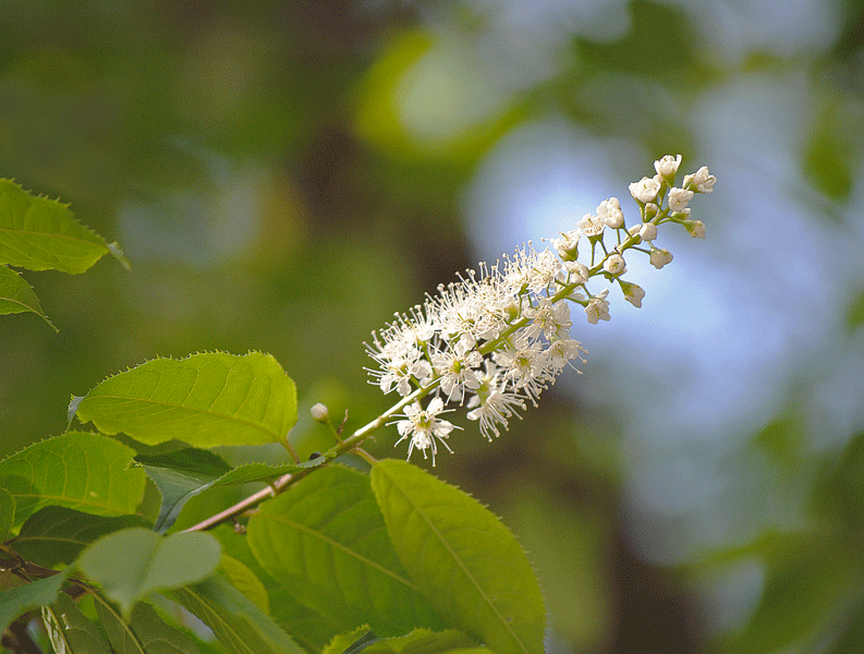 a0001354_22334039.gif
