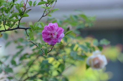c0186463_17545657.jpg