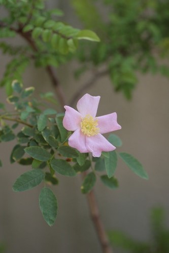 c0186463_17565350.jpg