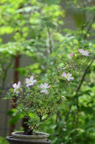 c0186463_181404.jpg