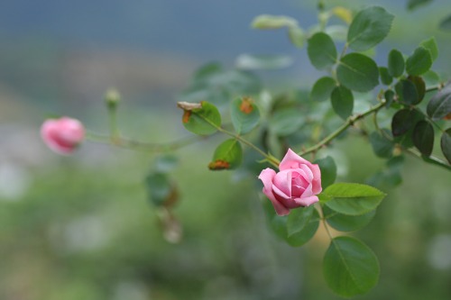 c0186463_183598.jpg