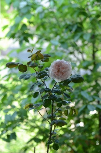 c0186463_1883741.jpg