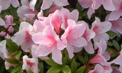 c0069380_12533934.jpg