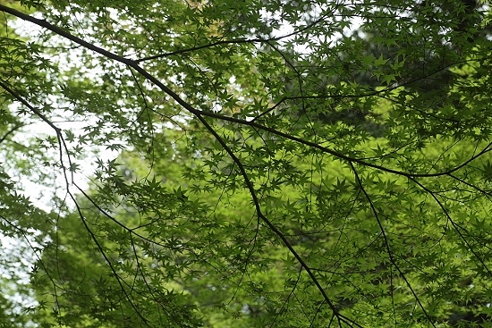 e0209997_2048164.jpg