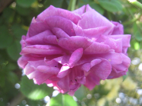 f0201297_7552895.jpg