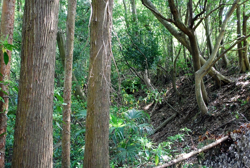 e0025300_17563326.jpg